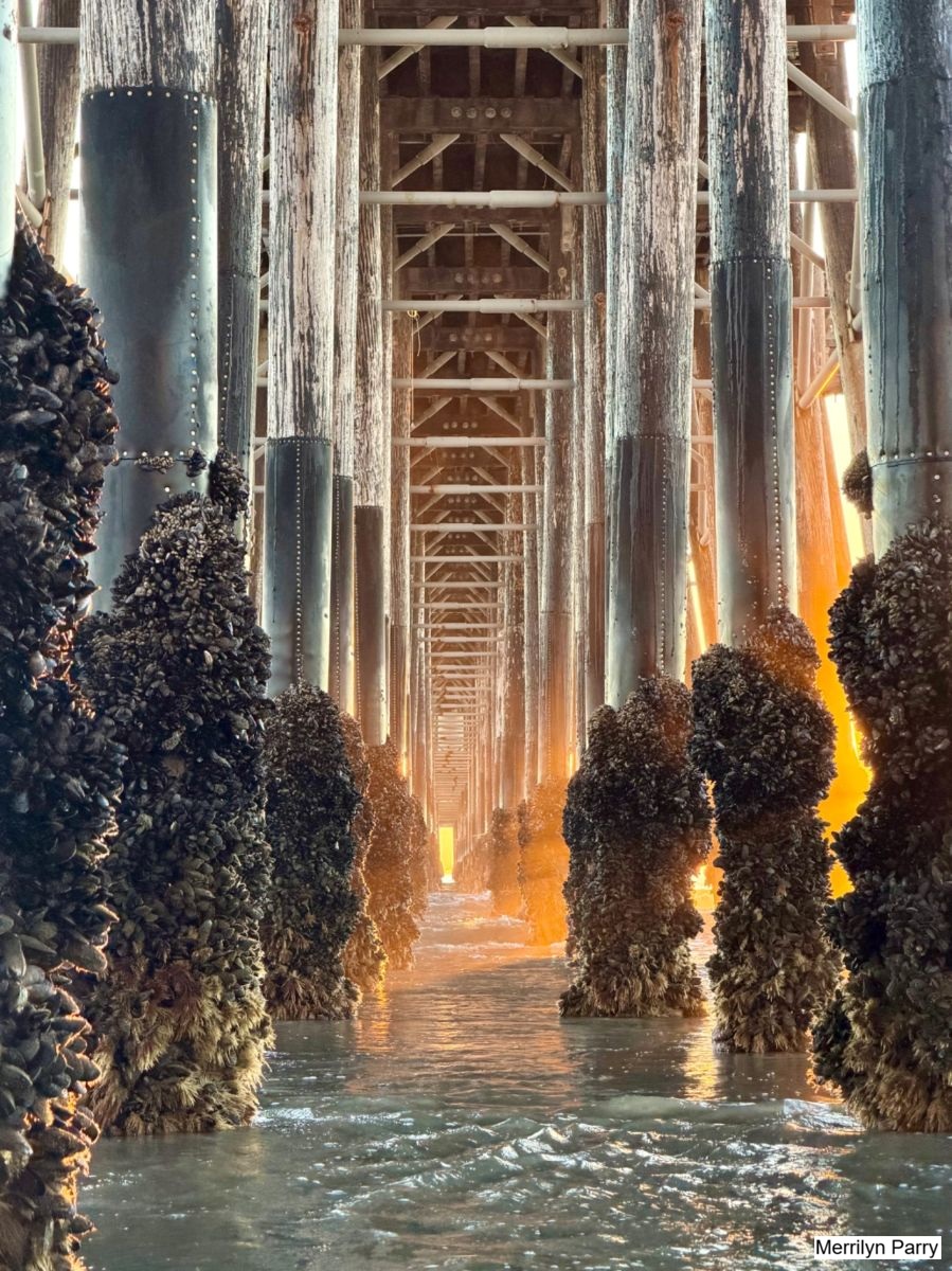 Sunset under a pier. Mussels and barnacles cover the base of the pillars as the tide comes in.